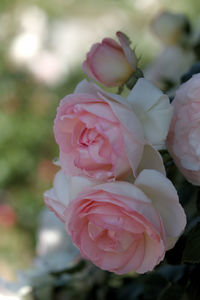 Close-up of pink rose blooming outdoors