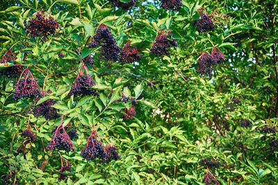 Berries growing on tree