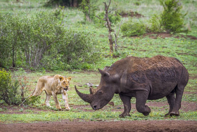 Rhinoceros walking by lioness on land