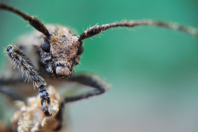 Close-up of spider