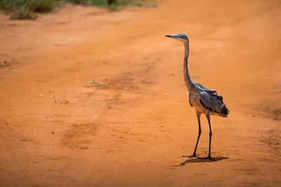 Side view of a bird on beach