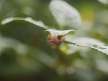 Close-up of grasshopper on leaf