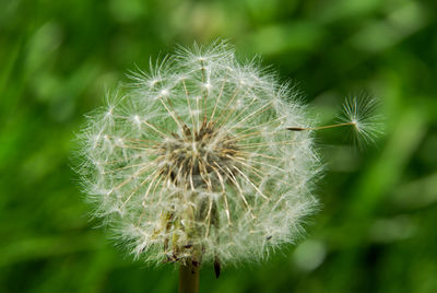 Close-up of dandelion flower