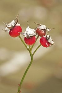 Close-up of red berries on plant