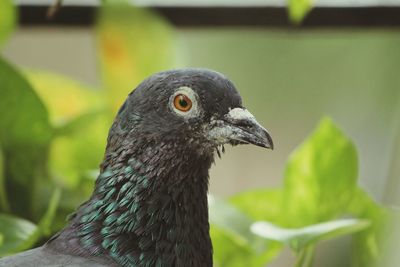 Close-up of bird