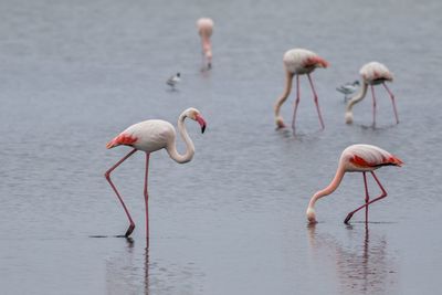 Flamingo birds in shallow water