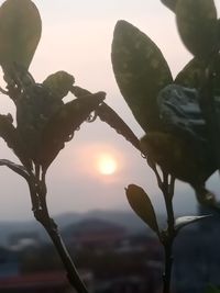 Close-up of plant against sky during sunset