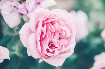 Close-up of pink flowers blooming outdoors