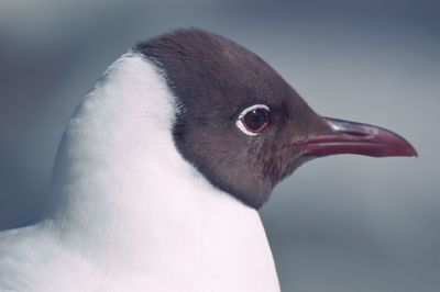 Close-up of a bird looking away