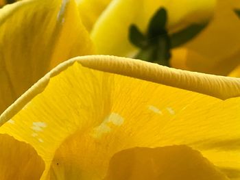 Close-up of yellow flower blooming outdoors