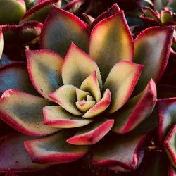 Full frame shot of succulent plant