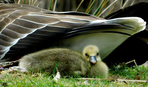 View of birds in nest