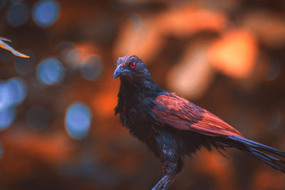 Close-up of bird perching