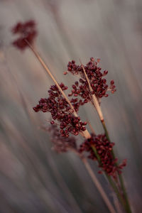 Close-up of red flowering plant