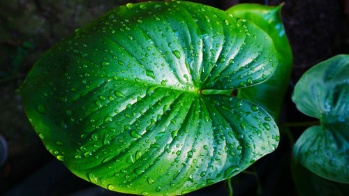 Close-up of wet plant leaves during rainy season