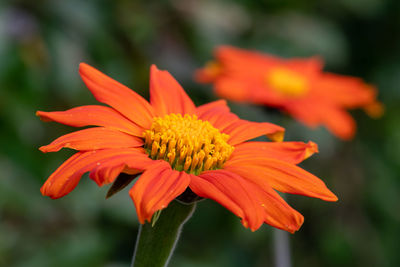 Close-up of orange flower