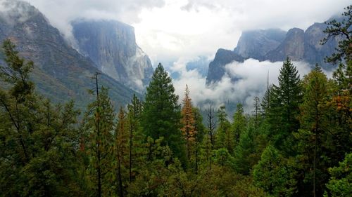 Scenic view of forest against sky