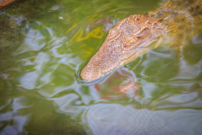 High angle view of turtle in lake