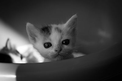 Close-up portrait of kitten