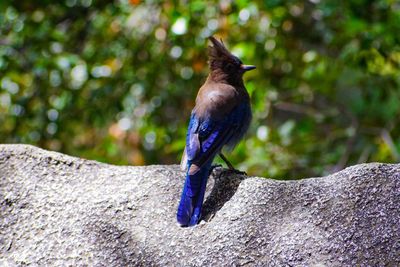 Close-up of bird perching on rock