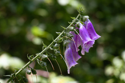 Close-up of purple flowering plant