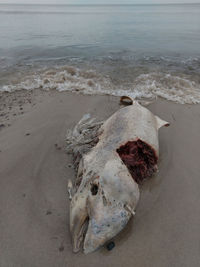 High angle view of crab on beach