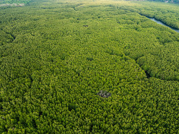 Full frame shot of agricultural field