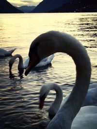 Birds in the lake