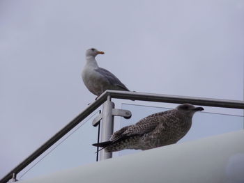 Seagull perching on a bird