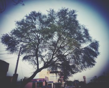 Low angle view of tree and building against sky