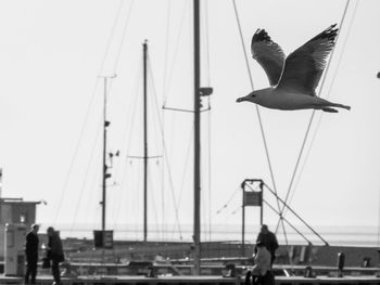 Bird flying over sea against sky