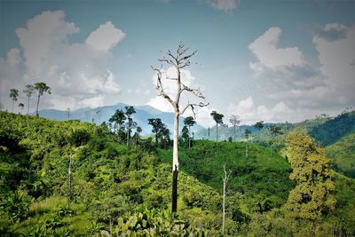 Plants growing on land against sky