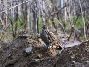 Side view of a grey morph ruffed grouse standing in profile on a mound of earth