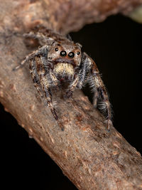 Close-up of spider on wood