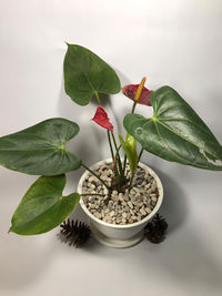 Close-up of potted plant on table