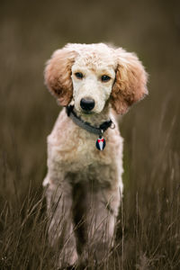 Portrait of dog sticking out tongue on field