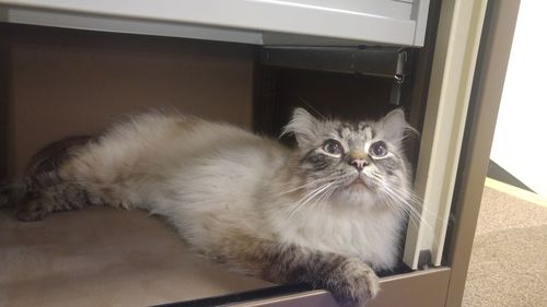 Portrait of cat looking at home