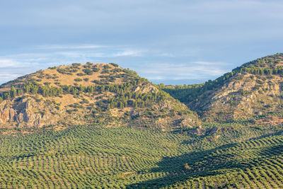 Hills planted with olive trees at the foot of the mountains at sunrise in andalucia