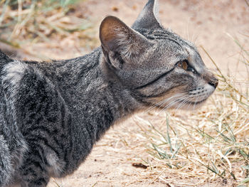 Close-up of a cat