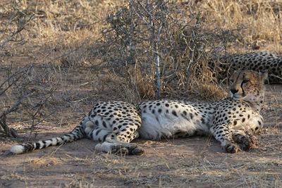 Cats relaxing in a field