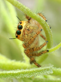 Close-up of insect on plant