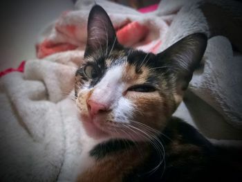 Close-up portrait of cat relaxing on bed at home