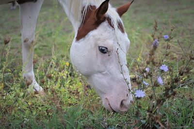 Horse grazing in field