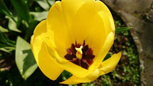 Close-up of yellow flower