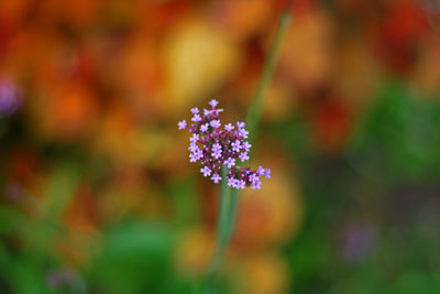 Close-up of purple flowering plant on field