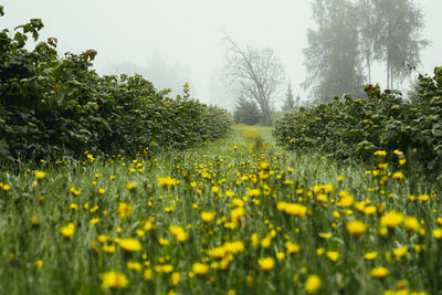 Close-up of plants growing on field