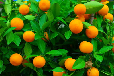 High angle view of oranges growing on plant