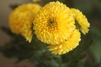 Close-up of yellow flower