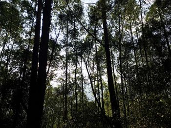 Low angle view of trees against sky