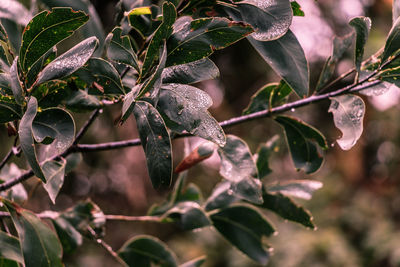 Close-up of leaves on tree